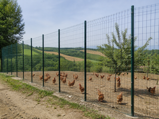 Come Proteggere le Galline dai Predatori