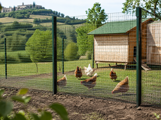 Galline protette con rete metallica contro il rischio di donnole
