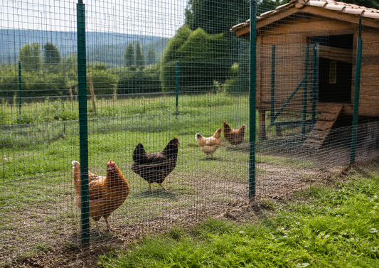 Recinto esterno per galline ovaiole con rete sicura e base protetta