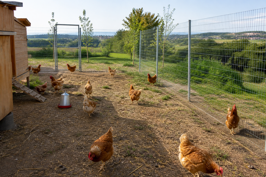 Quante Galline per Metro Quadro? Guida Pratica