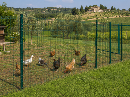 Recinto esterno per anatre con rete metallica e paletti infissi nel terreno