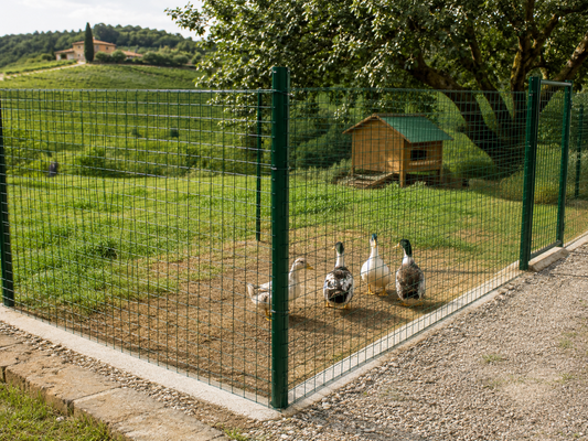 Recinto per anatre con rete metallica e paletti in area rurale