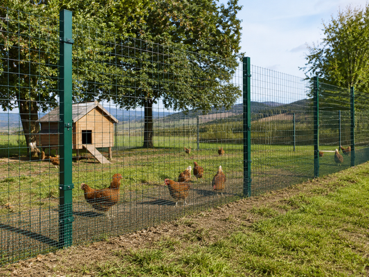 Rete interrata alla base di un recinto per galline su terra ed erba