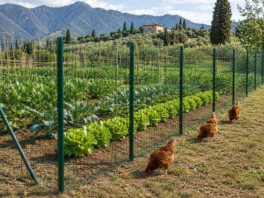 Recinzione orto contro galline con rete verde e paletti metallici