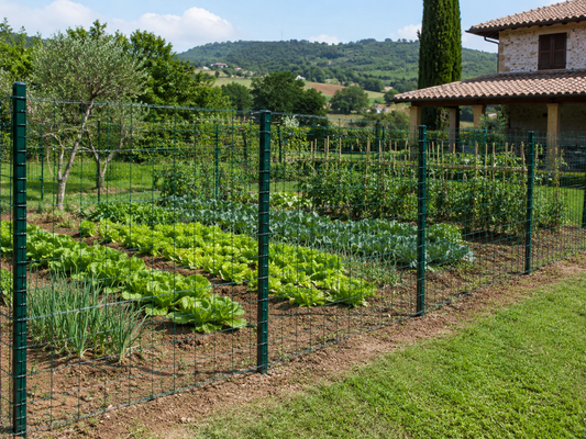 Orto di lattuga protetto con recinzione in rete verde e paletti