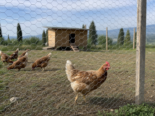 Rete per Galline Ovaiole: Quale Scegliere per un Recinto Sicuro