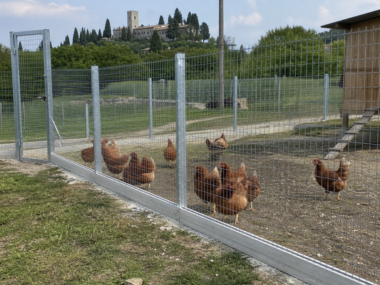 Che Rete Usare per Recintare le Galline? Guida Pratica alla Scelta
