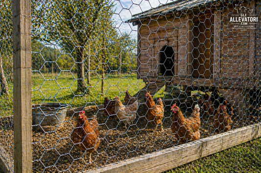 Migliore Rete per Pollaio: Guida Completa per Galline e Pulcini